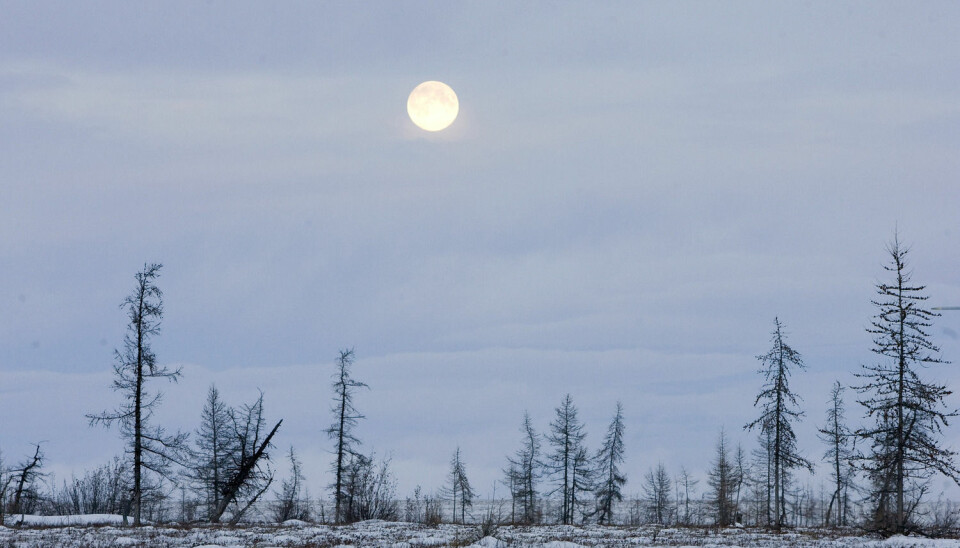 10–15 prosent av jordas landoverflate er tundra. Mye av vegetasjonen i disse områdene holder seg tett til bakken, for å beskytte seg mot kald vind. Her  ser du fullmånen over Jamalhalvøya nordvest i Sibir. (Foto: Vasily Fedosenko, Reuters)
