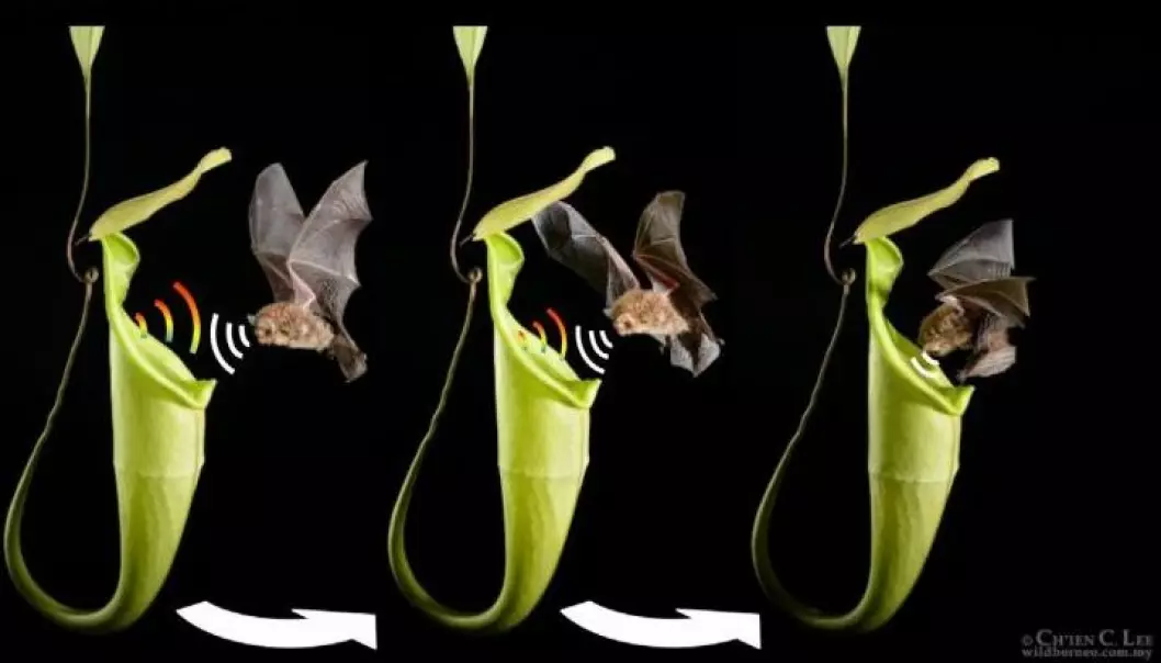 Flaggermusen og den kjøttetende planten har dannet et helt spesielt bånd. (Illustrasjonsfoto:  C.C. Lee og M.D. Tuttle)
