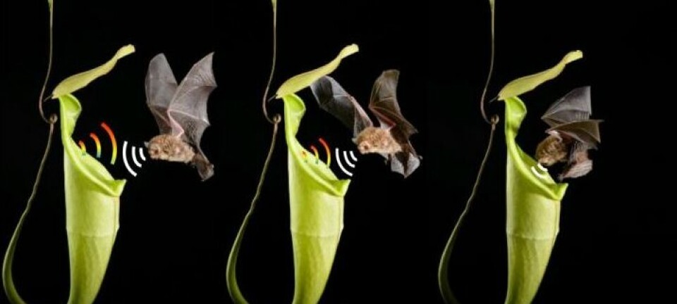 Flaggermusen og den kjøttetende planten har dannet et helt spesielt bånd. (Illustrasjonsfoto:  C.C. Lee og M.D. Tuttle)