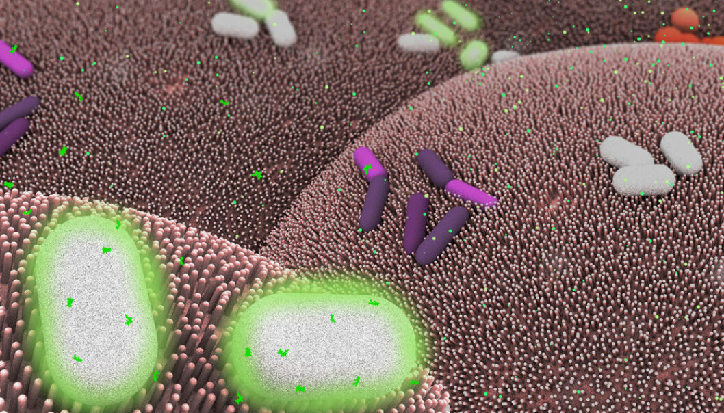 Tarmbakterien Bacteroides thetaiotaomicron kan programmeres til å oppdage og behandle sykdommer, håper forskere fra Massachusetts Institute of Technology (MIT). Foreløpig har de klart å gi bakterien et slags genetisk minne, i museforsøk. Denne illustrasjonen viser hvordan bakterien (hvit) lever på tarmceller (rosa) og aktiveres av kjemiske signalstoffer (små grønneprikker) for å uttrykke spesielle gener, som for eksempel å kode lysende luciferase-proteiner (grønnglødende bakterier). (Illustrasjon: Janet Iwasa, Creative Commons Attribution Non-Commercial No Derivatives license.)