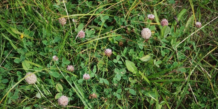 Kortvokst strandeng beitet av sau. Ytre Tronderøy, Lillesand i Aust-Agder. (Foto: (Foto © Marianne Evju).) Kortvokst strandeng beitet av sau. Ytre Tronderøy, Lillesand i Aust-Agder. (Foto: (Foto © Marianne Evju).)