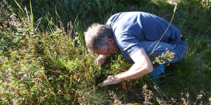 Å lete etter sopp er et møysommelig arbeid. (Foto: Anne Molia.) Å lete etter sopp er et møysommelig arbeid. (Foto: Anne Molia.)