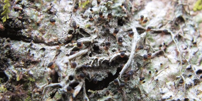 Denne meget sjeldne oseaniske lavarten, Gomphillus calycioides (CR), ble funnet to steder i Hordaland. (Foto: John Arne Jordal.) Denne meget sjeldne oseaniske lavarten, Gomphillus calycioides (CR), ble funnet to steder i Hordaland. (Foto: John Arne Jordal.)