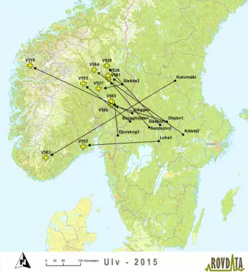 Kartet gir en oversikt over de 11 ulvene som er registrert døde i Norge siden 1. juli i fjor. Sorte prikker viser føderevir mens de gule korsene angir hvor ulven er registrert død. Pilene går i luftlinje mellom punktene, men ulvene kan ha beveget seg mye rundt omkring mellom disse punktene.  (Foto: (Kart: Rovdata))