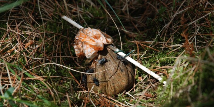 Lokkefeller med kumøkk skal tiltrekke seg møkkbiller. (Foto: Oddvar Hanssen.) Lokkefeller med kumøkk skal tiltrekke seg møkkbiller. (Foto: Oddvar Hanssen.)