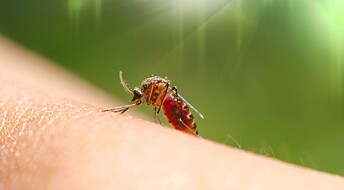 Spør en forsker: Hett tips mot kløende myggstikk