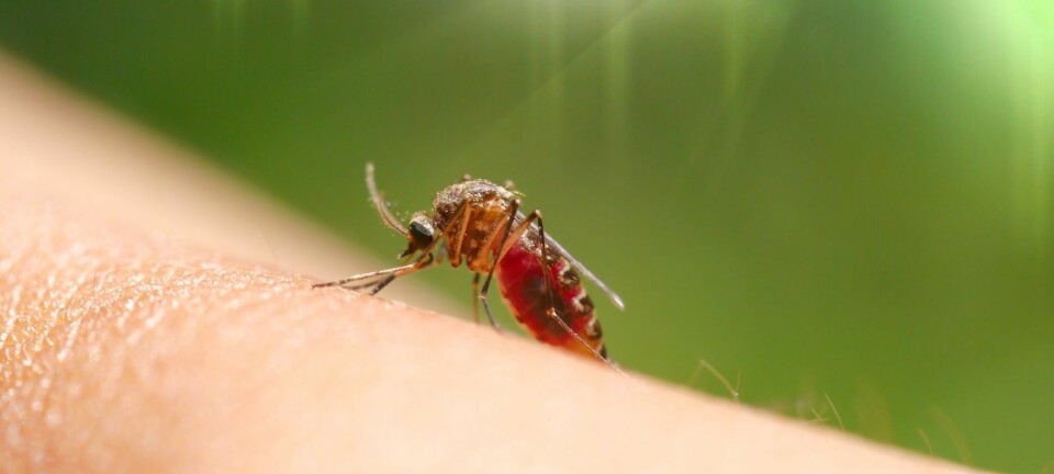 Smerte kan undertrykke kløe, dermed kan veldig varmt vann hjelpe mot kløende myggestikk. (Foto: Colourbox)