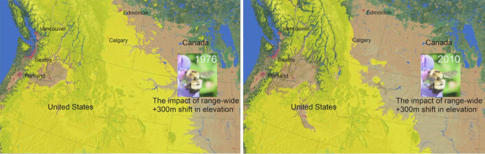 Dette kartet av de vestlige områdene i Nord-Amerika viser hvordan området for humler er innskrenket fra 1976 (til venstre) til 2010 (til høyre). (Foto: (Figur: Hentet fra animasjon av Jeremy T. Kerr))