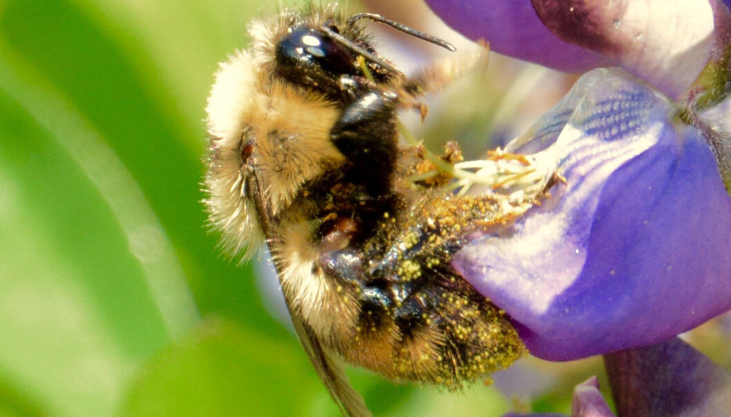 En humle dekket av blomsterstøv fra lupinen den har besøkt. Humler er viktige for å bestøve blomster, slik at de blir befruktet og kan spre seg. Nå trues humla av varmere klima fra sør, men flytter ikke videre nordover for å finne svalere blomsterenger, viser en ny kartlegging fra de siste hundre år. (Foto: Jeremy T. Kerr) En humle dekket av blomsterstøv fra lupinen den har besøkt. Humler er viktige for å bestøve blomster, slik at de blir befruktet og kan spre seg. Nå trues humla av varmere klima fra sør, men flytter ikke videre nordover for å finne svalere blomsterenger, viser en ny kartlegging fra de siste hundre år. (Foto: Jeremy T. Kerr)