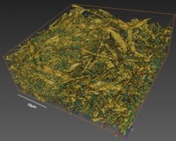3D-visualisering av soppinfeksjonen. De grønne partiklene er soppsporer på overflaten av papiret. (Foto: (Illustrasjon: Diwaker Jha) ) 3D-visualisering av soppinfeksjonen. De grønne partiklene er soppsporer på overflaten av papiret. (Foto: (Illustrasjon: Diwaker Jha) )