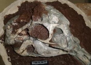 Her kan du se kraniet til Huanansaurus, som levde for mer enn 65 millioner år siden (Foto: Junchang Lü) Her kan du se kraniet til Huanansaurus, som levde for mer enn 65 millioner år siden (Foto: Junchang Lü)