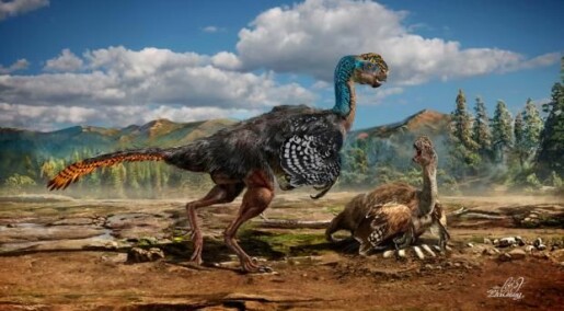 Ny fjærkledd dinosaur funnet i Kina