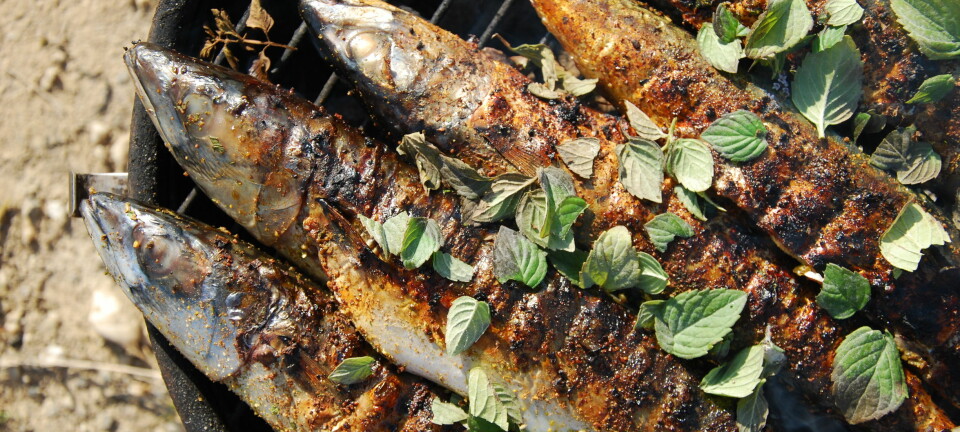 Forskerens miljøvennlig grilltips er å grille mer fisk, for eksempel makrell. (Foto: Microstock)