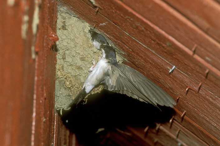 Taksvalen er en typisk kolonihekker og bygger rekker med reir kitta sammen av leire og vann oppunder takskjegg på hus og låver. Foto: Thor Østbye Taksvalen er en typisk kolonihekker og bygger rekker med reir kitta sammen av leire og vann oppunder takskjegg på hus og låver. Foto: Thor Østbye
