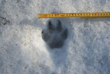 Ulv i Norge blir overvåket blant annet ved å spore individer på snø og ved å analysere DNA fra hår og ekskrementer. (Foto: Mogens Totsås/Statens naturoppsyn) Ulv i Norge blir overvåket blant annet ved å spore individer på snø og ved å analysere DNA fra hår og ekskrementer. (Foto: Mogens Totsås/Statens naturoppsyn)