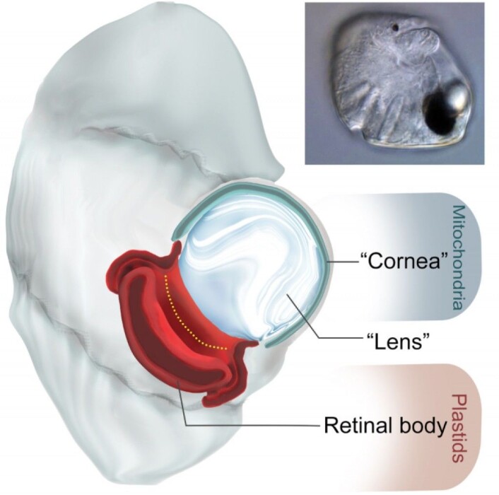 Tegning av øyet, med ulike bestanddeler og hva de er lagd av. "Cornea" betyr hornhinne, mens "retina" er netthinne. (Foto: Greg Gavelis) Tegning av øyet, med ulike bestanddeler og hva de er lagd av. "Cornea" betyr hornhinne, mens "retina" er netthinne. (Foto: Greg Gavelis)