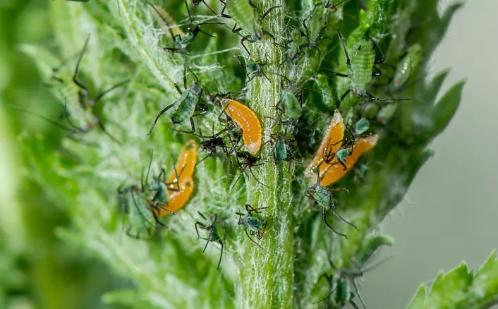 I hagen til insektforsker Nina Svae Johansen ved NIBIO, får nyttedyrene lov til å kose seg med bladlusene i fred og ro. Her er det gallmygglarver som spiser bladlus. (Foto: E. Fløistad, NIBIO)