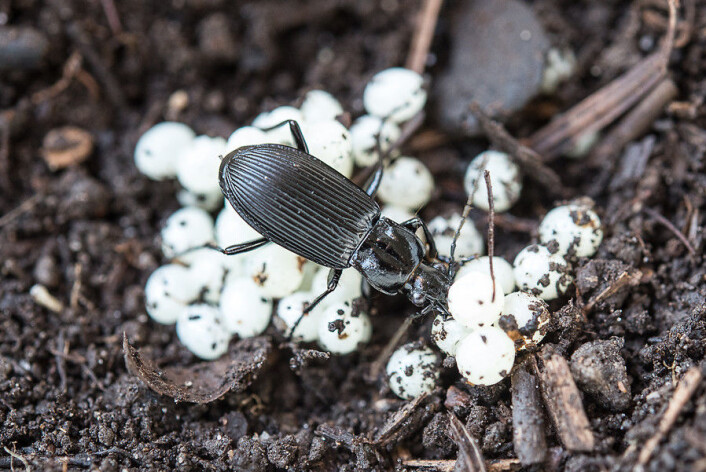 Løpebiller er vanlige nyttedyr som det er viktig å ta vare på i en hage. De spiser snegleegg og små snegler. (Foto: E. Fløistad, NIBIO) Løpebiller er vanlige nyttedyr som det er viktig å ta vare på i en hage. De spiser snegleegg og små snegler. (Foto: E. Fløistad, NIBIO)