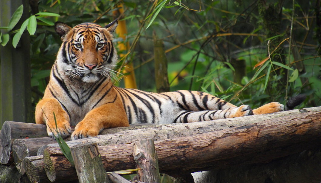 I 2004 utnevnte en internasjonal forskergruppe den malaysiske tigeren til å være en separat underart. Nå foreslår en forskergruppe at den skal lsås sammen med fem andre typer. Her en malaysisk tiger i National Zoo Malaysia. (Foto: Wikimedia Commons) I 2004 utnevnte en internasjonal forskergruppe den malaysiske tigeren til å være en separat underart. Nå foreslår en forskergruppe at den skal lsås sammen med fem andre typer. Her en malaysisk tiger i National Zoo Malaysia. (Foto: Wikimedia Commons)