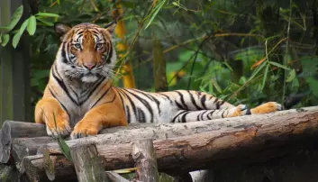 Det finnes bare to typer tigere – ikke ni