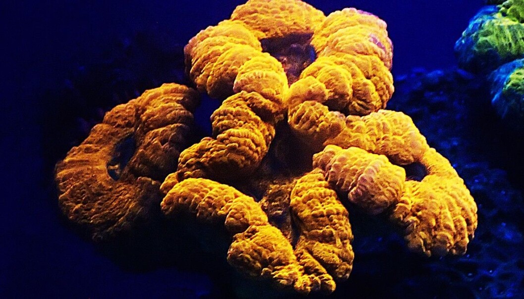 Lyset fra denne korallen, Lobophyllia, kan skifte farge når den eksponeres for fiolett lys. (FOTO: JÖRG WIEDENMANN) Lyset fra denne korallen, Lobophyllia, kan skifte farge når den eksponeres for fiolett lys. (FOTO: JÖRG WIEDENMANN)