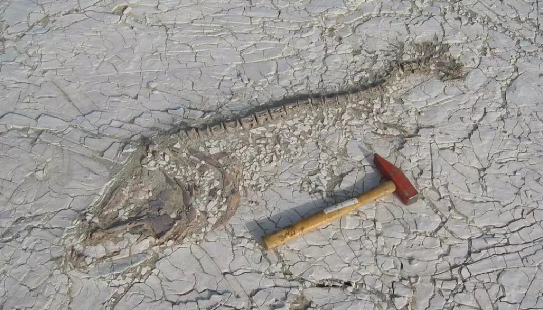 Fossil fisk fra den forlengst forsvunne kjempeinnsjøen Lake Mega-Chad.  (Foto: University of Royal Holloway London)