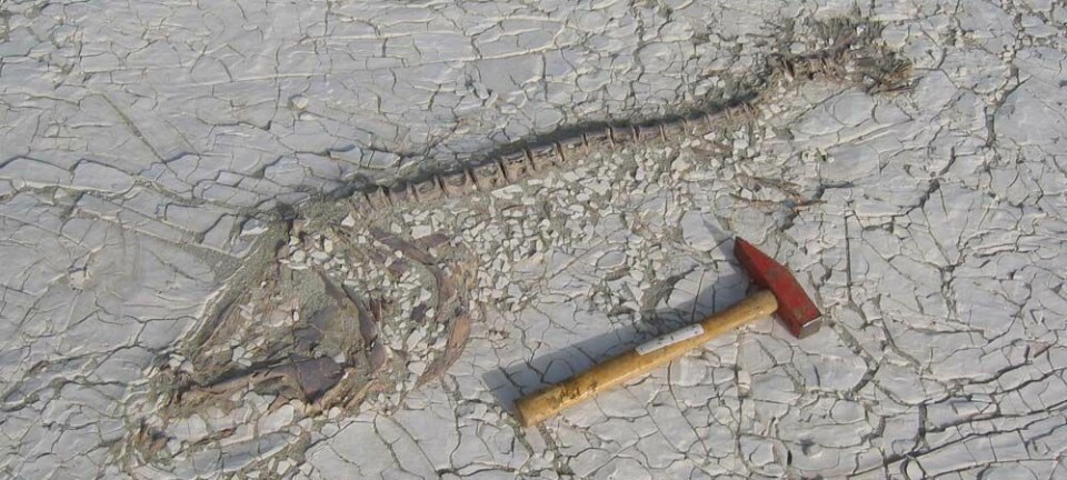 Fossil fisk fra den forlengst forsvunne kjempeinnsjøen Lake Mega-Chad.  (Foto: University of Royal Holloway London)