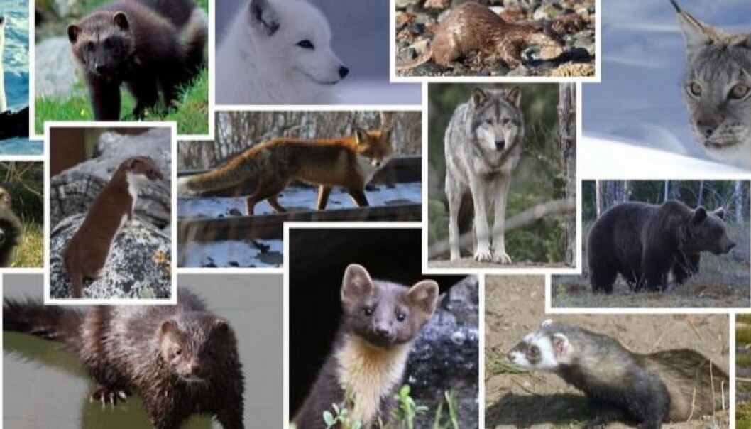 De 15 landlevende rovpattedyrene er arter som lever tett på mennesket, både fysisk ute i naturen, og i folkeeventyr, myter og overtro. Åtte av dem er vurdert til å være truete arter i Norge (ulv, fjellrev, jerv, oter, ilder, brunbjørn, isbjørn og gaupe). Det finnes også fremmede arter blant disse artene, både mårhund og mink er innført av mennesket og hører ikke naturlig til i Norge. (Foto: Artsdatabanken) De 15 landlevende rovpattedyrene er arter som lever tett på mennesket, både fysisk ute i naturen, og i folkeeventyr, myter og overtro. Åtte av dem er vurdert til å være truete arter i Norge (ulv, fjellrev, jerv, oter, ilder, brunbjørn, isbjørn og gaupe). Det finnes også fremmede arter blant disse artene, både mårhund og mink er innført av mennesket og hører ikke naturlig til i Norge. (Foto: Artsdatabanken)