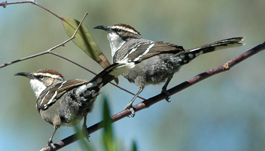Fugler lager språk på samme måte som mennesker