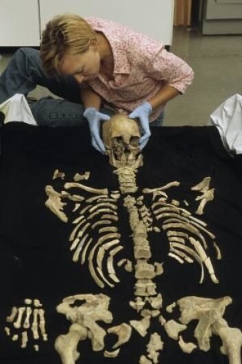 Her er hele skjelettet fra Kennewick-mannen. Han var høy for sin tid og som levde som jeger og sanker. (Foto: Chip Clark/Smithsonian Institution) Her er hele skjelettet fra Kennewick-mannen. Han var høy for sin tid og som levde som jeger og sanker. (Foto: Chip Clark/Smithsonian Institution)