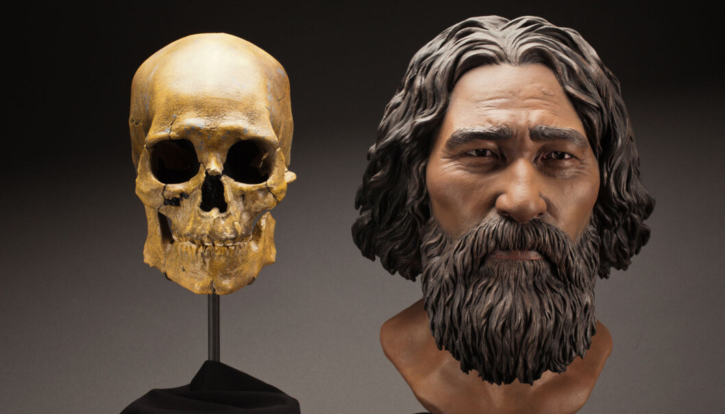 Et forslag til hvordan Kennewick-mannens ansikt kan ha sett ut, basert på kraniet. Rekonstruksjonen er laget StudioEIS og skulptøren Amanda Danning. (Foto: Brittney Tatchell/Smithsonian Institution) Et forslag til hvordan Kennewick-mannens ansikt kan ha sett ut, basert på kraniet. Rekonstruksjonen er laget StudioEIS og skulptøren Amanda Danning. (Foto: Brittney Tatchell/Smithsonian Institution)