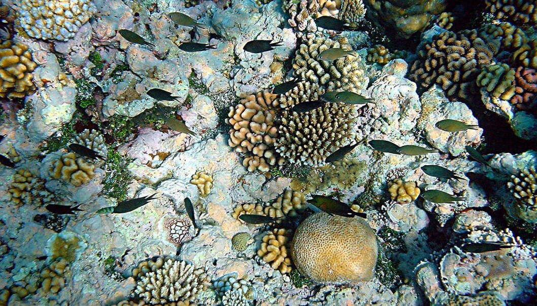 Livet ved et korallrev i Papua New Guinea. De danske forskerne mener at modellen som brukes til å beregne hvilke arter som vil overleve når havtemperaturen øker, ikke stemmer for artene de selv har testet den på. (Foto: Brocken Inaglory, Wikimedia Commons) Livet ved et korallrev i Papua New Guinea. De danske forskerne mener at modellen som brukes til å beregne hvilke arter som vil overleve når havtemperaturen øker, ikke stemmer for artene de selv har testet den på. (Foto: Brocken Inaglory, Wikimedia Commons)