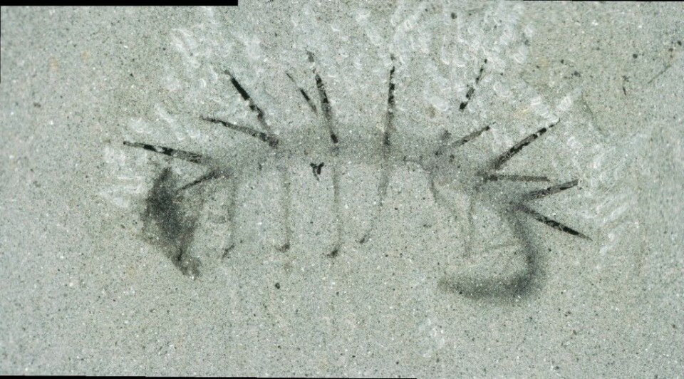 Et fossil av Hallucigenia sparsa. Legg merke til at det ser ut som om det har et hode i den ene enden og en hale i den andre. Det viste seg at halen til høyre mest sannsynligvis er hodet. (Foto: Martin R. Smith)