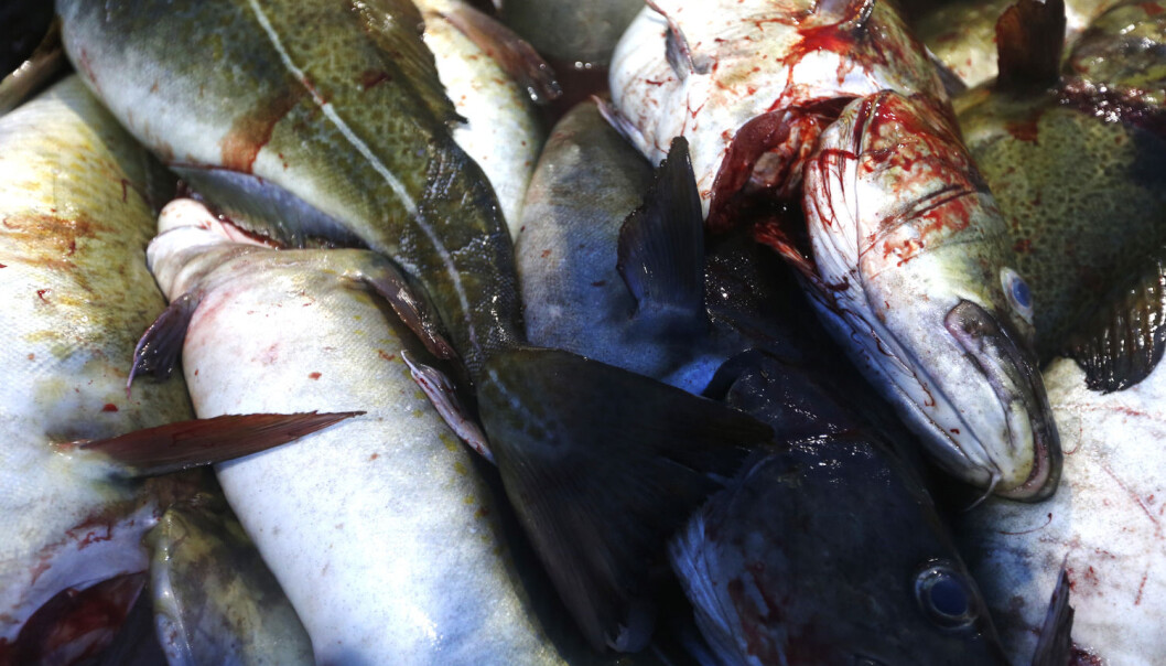Torsk er for et rovdyr å regne i marien økosystemer. Overfiske og kollaps av torsk har resultert i at mangfoldet av fiskearter i havet har økt utenfor Canada. (Foto: Cornelius Poppe, NTB scanpix) Torsk er for et rovdyr å regne i marien økosystemer. Overfiske og kollaps av torsk har resultert i at mangfoldet av fiskearter i havet har økt utenfor Canada. (Foto: Cornelius Poppe, NTB scanpix)