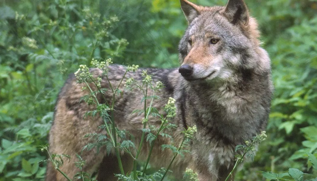 Har påvist genetisk viktig ulv i Nordmarka