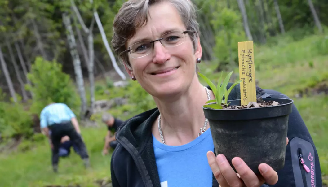 Ellen Hambro, direktør i Miljødirektoratet, viser stolt fram to spirer av myrflangre. (Foto: Linda E. Eide, Fylkesmannen i Oslo og Akershus)
