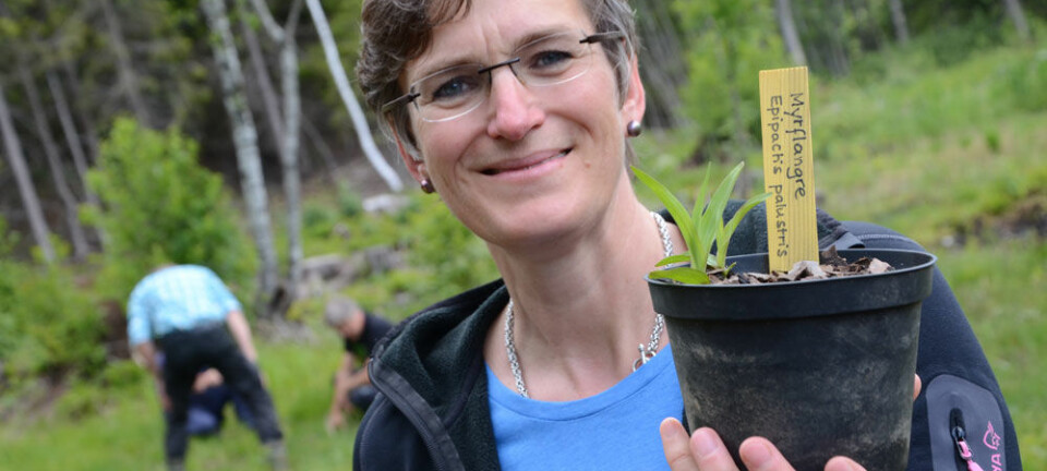 Ellen Hambro, direktør i Miljødirektoratet, viser stolt fram to spirer av myrflangre. (Foto: Linda E. Eide, Fylkesmannen i Oslo og Akershus)