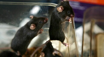 Norske forskere: - Vi bruker mus av begge kjønn