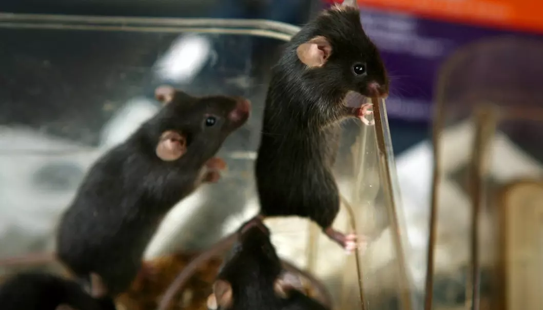 Det finnes ikke tall for hvor hva slags kjønn det er på musene norske forskere bruker i sine dyreforsøk. Forskerne Kilden har snakket med har inntrykk av at mange bruker både hunkjønn og hankjønn.  (Foto: Science Photo Library/NTB scanpix)