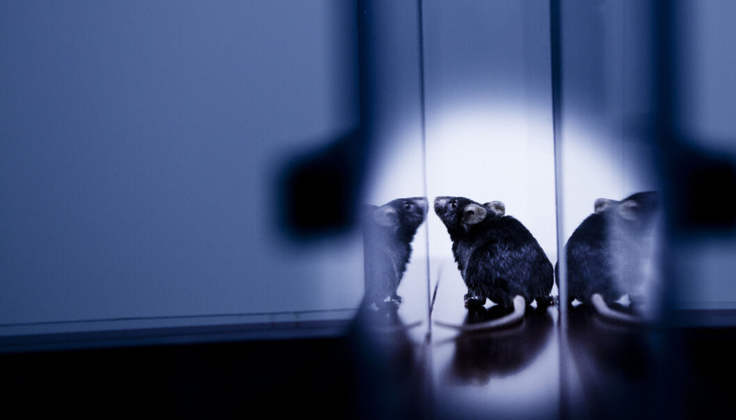 Forskere går glipp av vesentlig kunnskap dersom de bare forsker på hannmus, ifølge den kanadiske professoren Jeffrey Mogil. (Foto: Science Photo Library/NTB scanpix) Forskere går glipp av vesentlig kunnskap dersom de bare forsker på hannmus, ifølge den kanadiske professoren Jeffrey Mogil. (Foto: Science Photo Library/NTB scanpix)