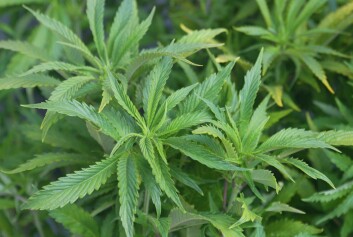 Cannabis er en fellesbetegnelse for hasj, marihuana og andre stoffer som kommer fra hampplanten Cannabis sativa. (Foto: Colourbox) Cannabis er en fellesbetegnelse for hasj, marihuana og andre stoffer som kommer fra hampplanten Cannabis sativa. (Foto: Colourbox)
