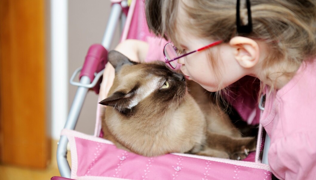 Katten din bærer kanskje rundt på en parasitt som kan gi deg schizofreni og tvangslidelser. (Foto: Colourbox) Katten din bærer kanskje rundt på en parasitt som kan gi deg schizofreni og tvangslidelser. (Foto: Colourbox)