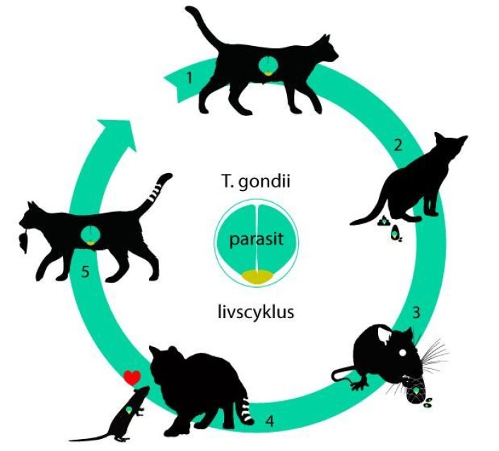 Livssyklusen til parasitten T. gondii er basert på smitte mellom forskjellige dyr. Parasitten har en del av livssyklusen sin i tarmene på katter (1). Ofte etterlater katter avføring et sted hvor mus spiser. Dermed kommer parasitten inn i mus, hvor den arbeider seg frem til musens hjerne (2) (3). I hjernen endrer parasitten på musens atferd, slik at den blir tiltrukket av lukten av katter (4). Da er sjansen stor for at den blir spist. Dermed kommer parasitten tilbake i en kattetarm og kan starte livssyklusen sin forfra (5). (Foto: (Illustrasjon: Mette Friis-Mikkelsen)) Livssyklusen til parasitten T. gondii er basert på smitte mellom forskjellige dyr. Parasitten har en del av livssyklusen sin i tarmene på katter (1). Ofte etterlater katter avføring et sted hvor mus spiser. Dermed kommer parasitten inn i mus, hvor den arbeider seg frem til musens hjerne (2) (3). I hjernen endrer parasitten på musens atferd, slik at den blir tiltrukket av lukten av katter (4). Da er sjansen stor for at den blir spist. Dermed kommer parasitten tilbake i en kattetarm og kan starte livssyklusen sin forfra (5). (Foto: (Illustrasjon: Mette Friis-Mikkelsen))