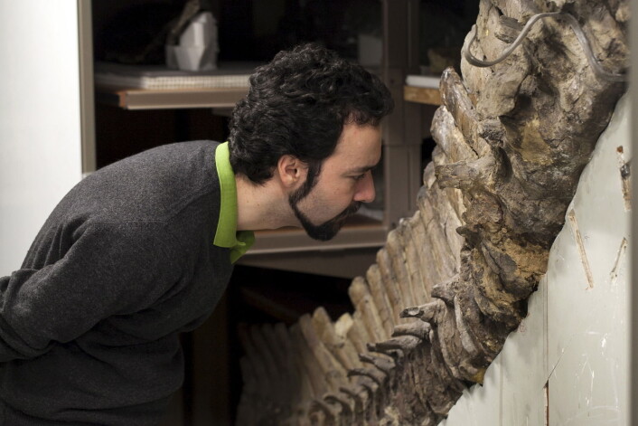 Fossilene forsker Sergio Bertozzi og kollegene hans har undersøkt, har vært lagra i over hundre år. (Foto: Handout/Reuters) Fossilene forsker Sergio Bertozzi og kollegene hans har undersøkt, har vært lagra i over hundre år. (Foto: Handout/Reuters)