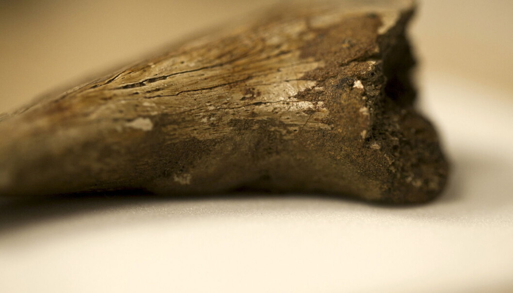 I denne kloa fra en dinosaur av typen theropod, fant forskerne rester av det de mener er røde blodceller. (Foto:Laurent Mekul / Afp) I denne kloa fra en dinosaur av typen theropod, fant forskerne rester av det de mener er røde blodceller. (Foto:Laurent Mekul / Afp)