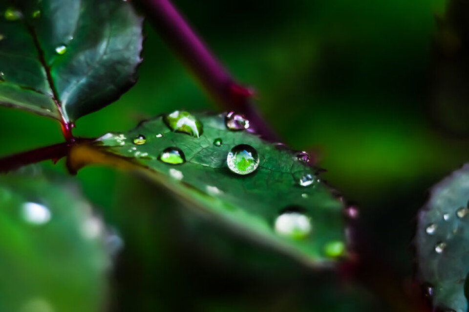Sentinel-2 skal holde øye med blant annet vegetasjon og vann. Begge deler finnes i dette bildet fra fotokonkurransen for Sentinel-2, Morning Rain av C. Tasbac. (Foto: C. Tasbac)