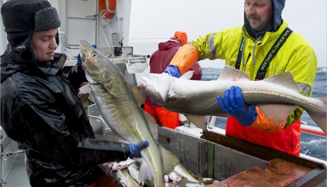 - Få ungdommer rekrutteres til fiskeryrket. Dette er et yrke der folk trives bedre på jobb enn noe annet sted i norsk arbeidsliv. Fiskerne bør forteller ungdommer hvor trivelig de synes jobben er, oppfordrer forskerne. (Foto: Johan Wildhagen, Sjømatrådet) - Få ungdommer rekrutteres til fiskeryrket. Dette er et yrke der folk trives bedre på jobb enn noe annet sted i norsk arbeidsliv. Fiskerne bør forteller ungdommer hvor trivelig de synes jobben er, oppfordrer forskerne. (Foto: Johan Wildhagen, Sjømatrådet)