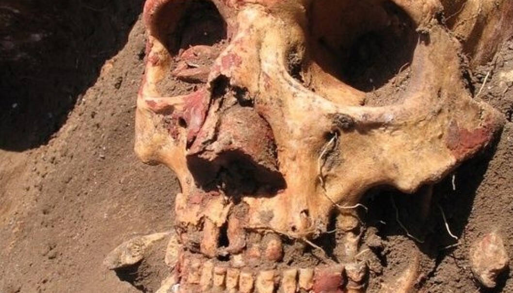 To forskarteam har studert DNA frå 170 førhistoriske menneskeskjelett. Eitt av dei er denne hovudskallen frå jamnakulturen i Russland. (Foto: Natalia Shishlina) To forskarteam har studert DNA frå 170 førhistoriske menneskeskjelett. Eitt av dei er denne hovudskallen frå jamnakulturen i Russland. (Foto: Natalia Shishlina)