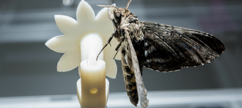 En nattsvermer prøver å suge nektar fra en kunstig blomst i laboratoriet.  (Foto: Rob Felt/Georgia Tech)