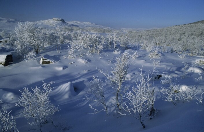Fjellbjørkeskog i Sør-Trøndelag. Her liker rypa seg. Foto: Erlend Haarberg/Samfoto) Fjellbjørkeskog i Sør-Trøndelag. Her liker rypa seg. Foto: Erlend Haarberg/Samfoto)